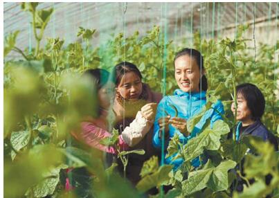 热爱植物的农业的青少年都去了哪里